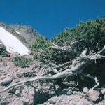 A krummholz conifer below Lassen Peak in the Sierra Nevada of California. The way for a tree to survive at timberline was to hide under the snow in winter. A rock allowed snow buildup to protect the tree.