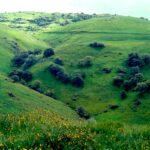 Grasslands cover the foothills of the Sierra Nevada of California in early spring. Wildflowers include the Amsinckia fiddlenecks in the foreground. Groves of Quercus douglasii also occur.