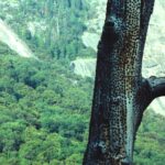 Acorn woodpeckers have drilled holes in a dead tree, and they fit an acorn perfectly into each hole. Sequoia National Park, California.