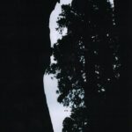 A giant sequoia tree seen from inside the burned heart of another giant sequoia tree. Sequoia National Park, California.
