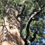 A giant sequoia tree (Sequoiadendron giganteum) in Sequoia National park. Just one of its large branches would be considered a big tree in the second-growth forests of eastern North America.
