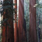 The afternoon sunlight makes these giant sequoia trees (Sequoiadendron giganteum) glow. They grow only in small groves in a small area of the Sierra Nevada mountains of California, most of them in Sequoia National Park.