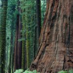 A giant sequoia tree (Sequoiadendron giganteum) surrounded by bracken ferns (Pteridium aquilinum) near Crescent Meadow in Sequoia National Park.