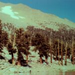 Sierra Nevada subalpine forest, with krummholz trees leading up to alpine granite boulders.