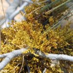 Dwarf mistletoe (genus Arceuthobium) grows on a Coulter pine in the eastern Sierra Nevada of California. Like regular mistletoe, it gets water from its host tree. In this photo, I cannot determine if it has its own chlorophyll. If not, then it also gets nutrients from its host.
