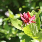 The Calycanthus occidentalis spice bush grows in wet areas of the Sierra Nevada, here in Sequoia National Park, California.