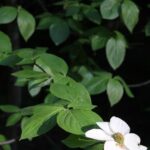Cornus nuttallii is a dogwood that grows in the Sierra Nevada, here in Sequoia National Park, California. It has large white bracts; the flowers themselves form a little cluster in the center.