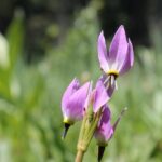 Shooting stars (genus Dodecatheon) grow in Crescent Meadow in Sequoia National Park, California.