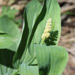 A Maianthemum lily-of-the-valley grows in Sequoia National Park in California.