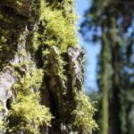 Lichens grow abundantly on tree trunks in Sequoia National Park, California, especially on white fir bark.