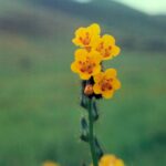 Amsinckia intermedia is an abundant spring wildflower in the grasslands of the foothills of the Sierra Nevada, California (near Lindsay).