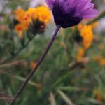 Brodiaea lilies (the purple flower in the foreground) store food in edible corms. They bloom in the spring in the foothills of the Sierra Nevada in California, near Lindsay. There are orange Amsinckia flowers in the background.