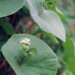 Claytonia perfoliata, miner's lettuce, is an edible spring wildflower in the foothills of the Sierra Nevada in California (near Lindsay).