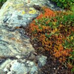 Crassula erecta is a tiny succulent plant growing in the very thin soil on top of granite boulders in the foothills of the Sierra Nevada, California (near Lindsay).
