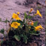 Mimulus dudleyi is a tiny spring wildflower found only in cracks in granite boulders in the foothills of the Sierra Nevada, California. It is too small to compete with larger plants in the surrounding soil.