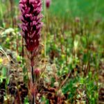 Orthocarpus, the owl's-clover, is a spring wildflower in the foothills of the Sierra Nevada in California.