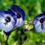 Phacelia ciliata is a spring wildflower in the foothills of the Sierra Nevada, California.