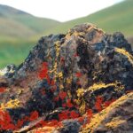 Many different lichens live on granite boulders of the Sierra Nevada foothills, California (near Lindsay). Their colors (red, yellow, gray green, and greenish black) result from the algae that live inside the fungus outer structure of the lichen. In the summer, they shrivel up but do not die; in the moist cool winter and spring, they absorb water and reveal their colors. California poppies in the background.