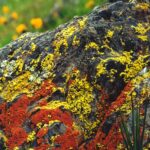 Many different lichens live on granite boulders of the Sierra Nevada foothills, California (near Lindsay). Their colors (red, yellow, gray green, and greenish black) result from the algae that live inside the fungus outer structure of the lichen. In the summer, they shrivel up but do not die; in the moist cool winter and spring, they absorb water and reveal their colors. California poppies in the background.
