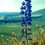 A lupine in a spring grassland of a foothill of the Sierra Nevada mountains in California, east of Lindsay. The older flowers are developing leguminous fruits.