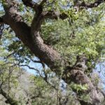 A gray oak tree (Quercus grisea) grows in a moist canyon in Big Bend National Park, Texas.