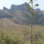 A century plant (Agave americana) grows as a tuft of succulent leaves for many years (not necessarily an entire century) then produces a gigantic flowering stalk before dying back to just a few underground buds. Here seen in Big Bend National Park, Texas.