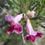 Chilopsis linearis is a common bush along arroyos in the southwest desert, here in Big Bend National Park, Texas. Magenta flowers.