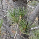Limber pines (Pinus flexilis), here in Big Bend National Park, usually grows in subalpine mountain forests. But when the climate became dry and hot, some limber pines got trapped near the top of the Chisos Mountains.
