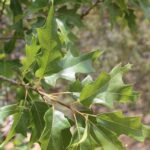 Quercus gravesii in a moist canyon in Big Bend National Park, Texas. Oaks used to be abundant in this region millions of years ago, but a drier climate forced the oaks to survive only in a moist canyon near the Palisades. They grow almost nowhere else within hundreds of miles.
