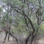 Quercus rugosa in a moist canyon in Big Bend National Park, Texas. Oaks used to be abundant in this region millions of years ago, but a drier climate forced the oaks to survive only in a moist canyon near the Palisades. They grow almost nowhere else within hundreds of miles.