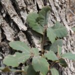 Quercus rugosa in a moist canyon in Big Bend National Park, Texas. Oaks used to be abundant in this region millions of years ago, but a drier climate forced the oaks to survive only in a moist canyon near the Palisades. They grow almost nowhere else within hundreds of miles.