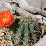 A blooming barrel cactus (genus Ferocactus) in Big Bend National Park, Texas. Scarlet flower.