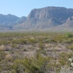 The Chihuahuan desert, here in Big Bend National Park, Texas, is like the Mojave Desert (with creosote bushes) but with more abundant grasses.