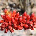 Ocotillo (Fouquieria splendens) is a common shrub in the Chihuahuan desert. It blooms in May. Big Bend National Park, Texas. Crimson flowers.