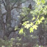 Acer saccharum, the sugar maple, usually grows in moist forests in eastern North America. But this remnant population grows in a moist canyon in Big Bend National Park, Texas. Maples were common in the vicinity millions of years ago, but as the climate became hot and dry, this population persisted in a moist canyon next to the Pinnacles.