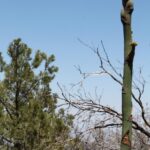 A yucca stalk in Big Bend National Park looks like an asparagus stalk, a plant to which it is in fact closely related.