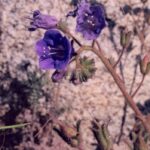 A Phacelia wildflower in a desert near Tucson, Arizona. Purple flower.