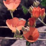 Scarlet globemallow flowers (genus Sphaerancea) in a desert near Tucson, Arizona.