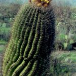 A barrel cactus in fruit near Tucson, Arizona.