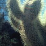 A jumping cholla cactus in the Arizona desert. If an animal or human brushes against the cactus, a branch might detach as the spines stick in the skin or hair.