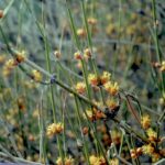Ephedra in the desert near Tucson, Arizona. Ephedra is a gymnosperm, not a flowering plant.