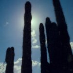 Organ pipe cactus silhouettes in Arizona.