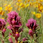 Desert owl-clover (Orthocarpus) and Mexican poppies in a desert field near Tucson, Arizona.