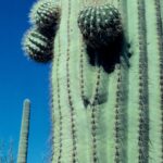 Buds on a saguaro cactus near Tucson, Arizona.