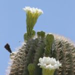 Saguaro cactus in bloom near Tucson, Arizona. They grow far above the ground. The spines keep herbivorous mammals from climbing up from the ground. Bats pollinate the flowers.