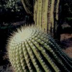 Growing tip (apical meristem) of a saguaro cactus near Tucson, Arizona.