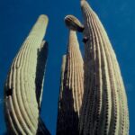 Profiles in courage! A saguaro cactus near Tucson, Arizona.