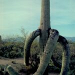 A saguaro cactus (Carnegiea gigantea) near Tucson, Arizona.
