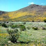 Mexican poppies (Eschholzia mexicana) on spring hillsides near Tucson, Arizona, above a desert of creosote bushes.