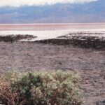 Tidestromia oblongifolia is a desert shrub that thrives in extremely hot temperatures and high salinity, here at Badwater, well below sea level at the bottom of Death Valley National Park in California.